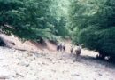 il tratturo della Transumanza